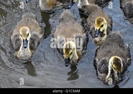 Gruppe von Baby kanadische Gänse Stockfoto