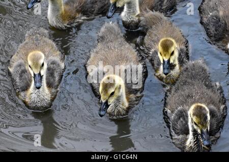 Gruppe von Baby kanadische Gänse Stockfoto