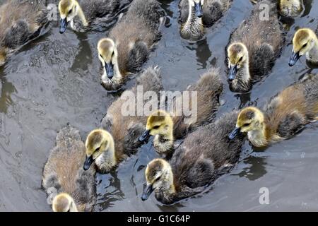 Gruppe von Baby kanadische Gänse Stockfoto