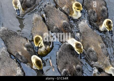 Gruppe von Baby kanadische Gänse Stockfoto