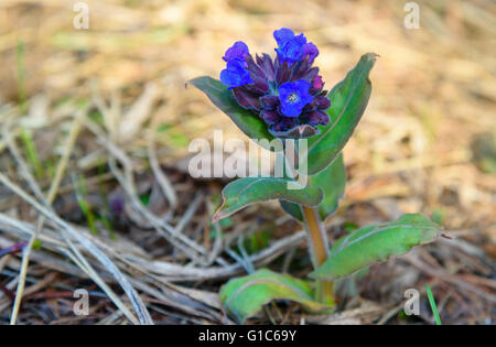 Pulmonaria oder Lungenkraut mit blauen Blüten im Wald im Frühjahr Stockfoto