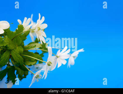 Bouquet von Blumen Schneeglöckchen Anemone auf blauem Hintergrund Stockfoto