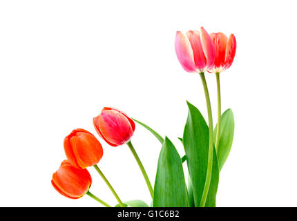 Rote Tulpen Blumen auf weißem Hintergrund Stockfoto