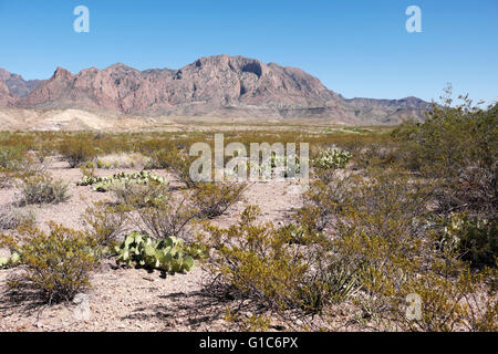 Wüste Plateau im Big Bend National Park mit der Chisos Mountains im Hintergrund. Stockfoto