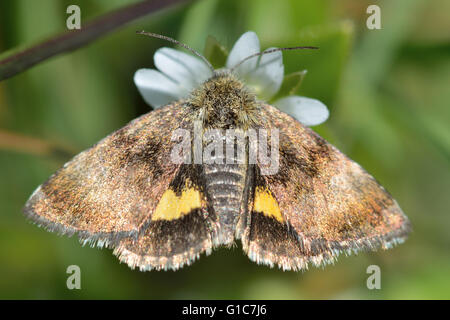 Kleine gelbe Underwing Motte (Panemeria Tenebrata). Britische Insekt in der Familie Noctuidae, die größte britische Familie von Motten Stockfoto