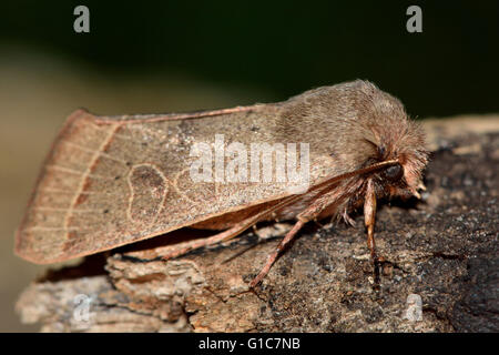 Gemeinsamen Quäker Motte (Orthosia Cerasi) im Profil. Britische Insekt in der Familie Noctuidae, die größte britische Familie von Motten Stockfoto