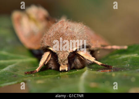 Gemeinsamen Quäker Motte (Orthosia Cerasi) Kopf auf. Britische Insekt in der Familie Noctuidae, die größte britische Familie von Motten Stockfoto