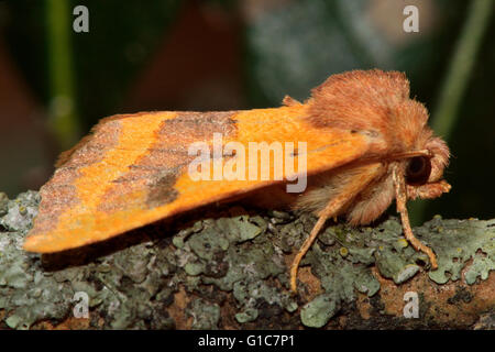 Zentrum verjährt fahl Motte (Atethmia Centrago). Britische Insekt in der Familie Noctuidae, die größte britische Familie von Motten Stockfoto