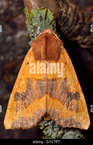 Zentrum verjährt fahl Motte (Atethmia Centrago). Britische Insekt in der Familie Noctuidae, die größte britische Familie von Motten Stockfoto