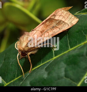 Rosig rustikale Motte (Hydraecia Micacea). Britische Insekt in der Familie Noctuidae, die größte britische Familie von Motten Stockfoto