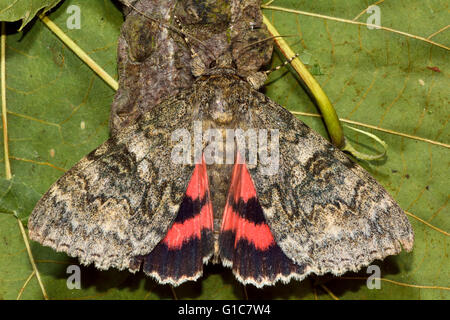 Roten Underwing Motte (Catocala Nupta) von oben. Britische Insekt in der Familie Noctuidae, die größte britische Familie von Motten Stockfoto