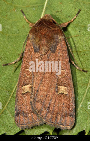 Square-Spot rustikale Motte (Xestia Xanthographa). Britische Insekt in der Familie Noctuidae, die größte britische Familie von Motten Stockfoto