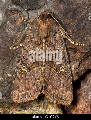Volants rustikale Motte (Luperina Testacea). Britische Insekt in der Familie Noctuidae, die größte britische Familie von Motten Stockfoto
