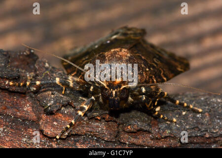 Svensson Kupfer Underwing Motte (Amphipyra Berbera). Britische Insekt in der Familie Noctuidae Stockfoto