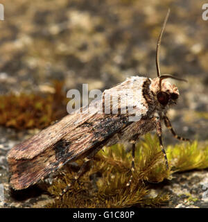 Shuttle-förmigen Dart Motte (Agrotis Puta). Britische Insekt in der Familie Noctuidae, die größte britische Familie von Motten Stockfoto