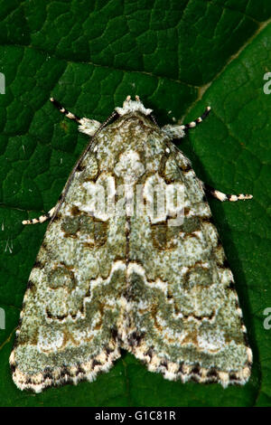 Marmorierte grüne Motte (Cryphia Muralis). Britische Insekt in der Familie Noctuidae, die größte britische Familie von Motten Stockfoto