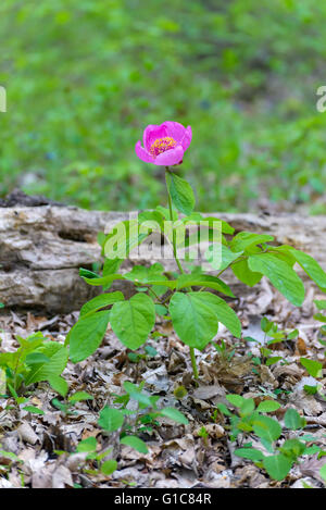 Woodland Pfingstrose Blumen fotografiert hautnah Stockfoto