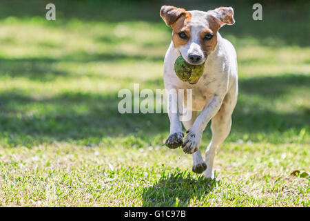 Eine energetische close-up-Jack-Russell-Terrier läuft auf die Kamera mit einem Tennisball In den Mund Stockfoto