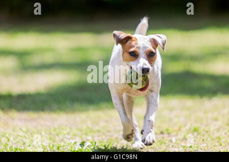 Porträt von Jack-Russell-Terrier Hund läuft auf die Kamera mit einem Tennisball mit einem Tennisball In den Mund Stockfoto