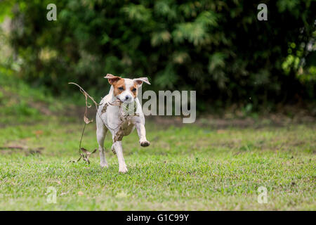 Parson Russell Terrier Hündin läuft mit Geschwindigkeit mit seinem Lieblingsspielzeug Stockfoto