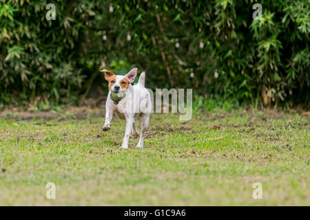 Parson Russell Terrier Hündin läuft mit seinem Lieblingsspielzeug Stockfoto