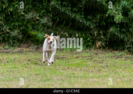 Lustige junge Parson Russell Terrier Hund springen und laufen mit einem Tennisball Stockfoto