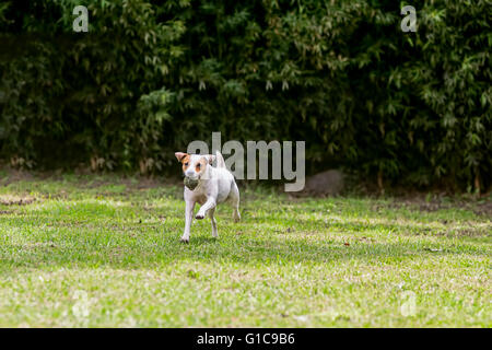 Liebenswert lustig Hund Jack Russell Terrier mit seinem Lieblings-Ball Stockfoto