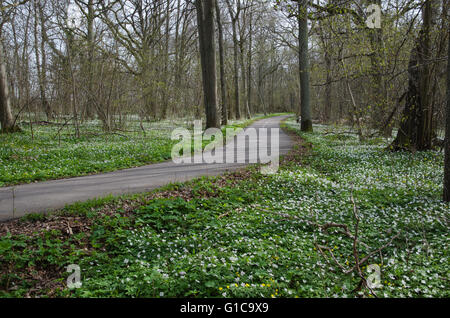 Frühlingsblumen, die rund um einen Gehweg in einem Laubwald Stockfoto