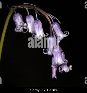 Hyacinthoides non-Scripta, wild Bluebell. Stockfoto