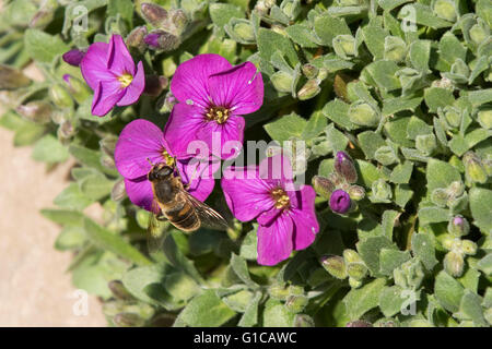 Eine Drohne Fliege, Eristalis Tenax, auf eine Aubretia Aubreta, blühen im zeitigen Frühjahr Sonnenschein, Berkshire, März Stockfoto