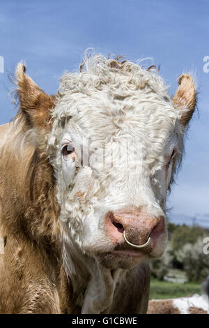 Charolais Bull mit einem Ring durch die Nase Stockfoto