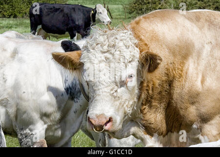 Charolais Bull mit einem Ring durch die Nase Stockfoto