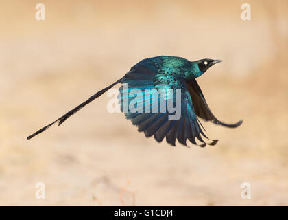 Long-tailed glänzend Starling, Glanzstare Caudatus im Flug Stockfoto