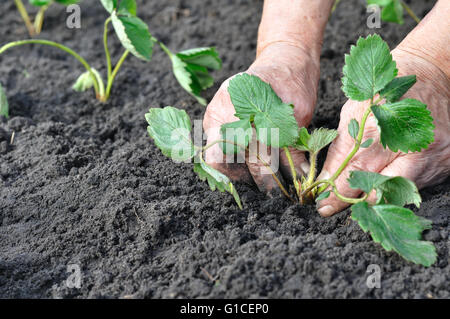 ältere Frau pflanzt einen Erdbeeren Sämling Stockfoto