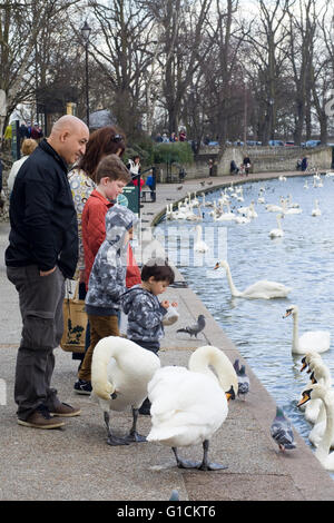 Schwäne füttern auf Themse, Windsor Stockfoto