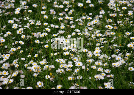 Gaensebluemchen. Stockfoto
