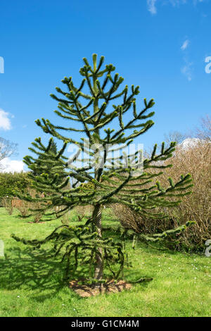 Ein Bäumchen Monkey Puzzle tree Stockfoto