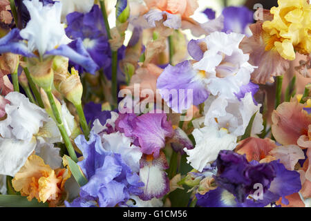 Iris Blumen in den Farben blau, lila, gelb Hintergrund Stockfoto