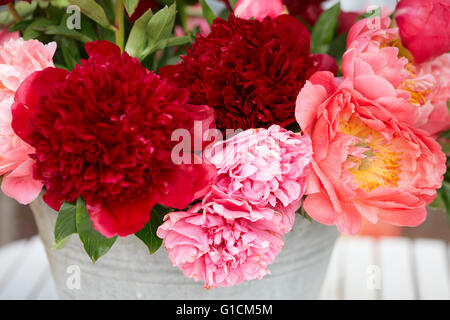 Pfingstrose Blumen Bündel in rot und rosa Farben Stockfoto
