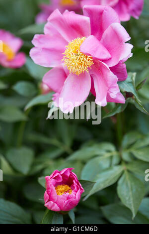 Rosa Pfingstrose Blumen mit grünen Blättern in einem Garten Stockfoto