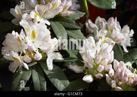 Rhododendron weiße Blumen Hintergrund im Sonnenlicht Stockfoto