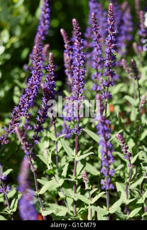 Salvia Superba, Salbei Pflanzen mit lila Blüten Stockfoto