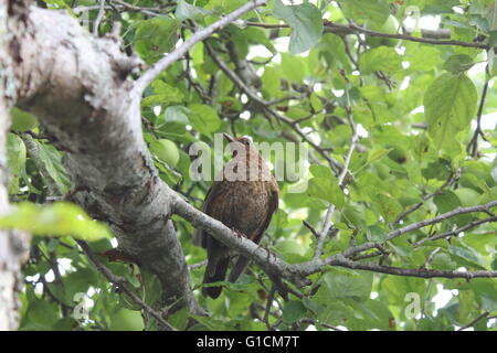 Weibliche Amsel (Turdus Merula) hocken auf einem Apfelbaum Stockfoto