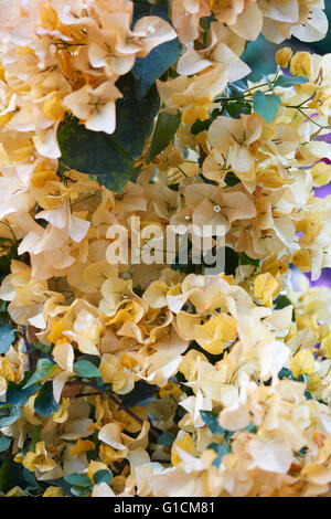 Bougainvillea, Textur gelbe Blumen Hintergrund Stockfoto