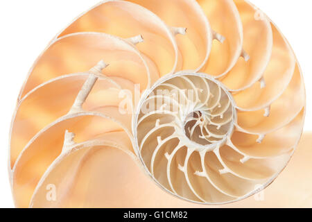 Nautilus Shell Abschnitt, perfekte Fibonacci-Muster-Hintergrund Stockfoto