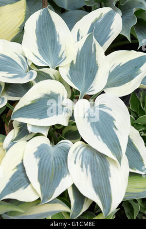 Hosta oder Wegerich Lilien mit weißen und grünen Blätter Hintergrund Stockfoto