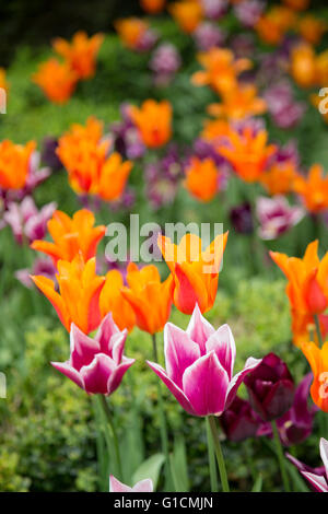 Bunte Tulpen in einem Garten Boarder, England, UK Stockfoto