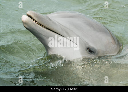 Tümmler, Captive Porträt, Florida Keys, Florida USA Stockfoto