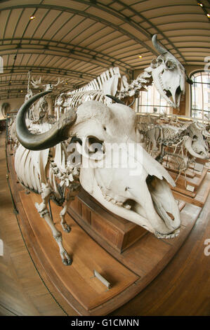 Skelette von Tieren der Welt, French National Museum of Natural History, Jardin des Plantes, Paris, Frankreich Stockfoto