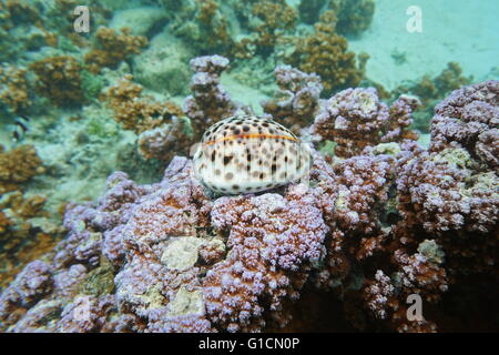 Ein Tiger Meer Kaurischnecke, Cypraea Tigris, Unterwasser auf Raiatea Steinkorallen Koralle, Pazifischen Ozean, Insel, Französisch-Polynesien Stockfoto